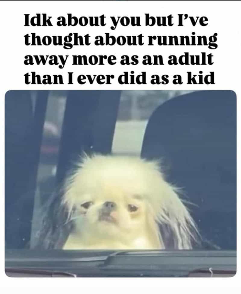 Dog looking out car window with text about running away as an adult.