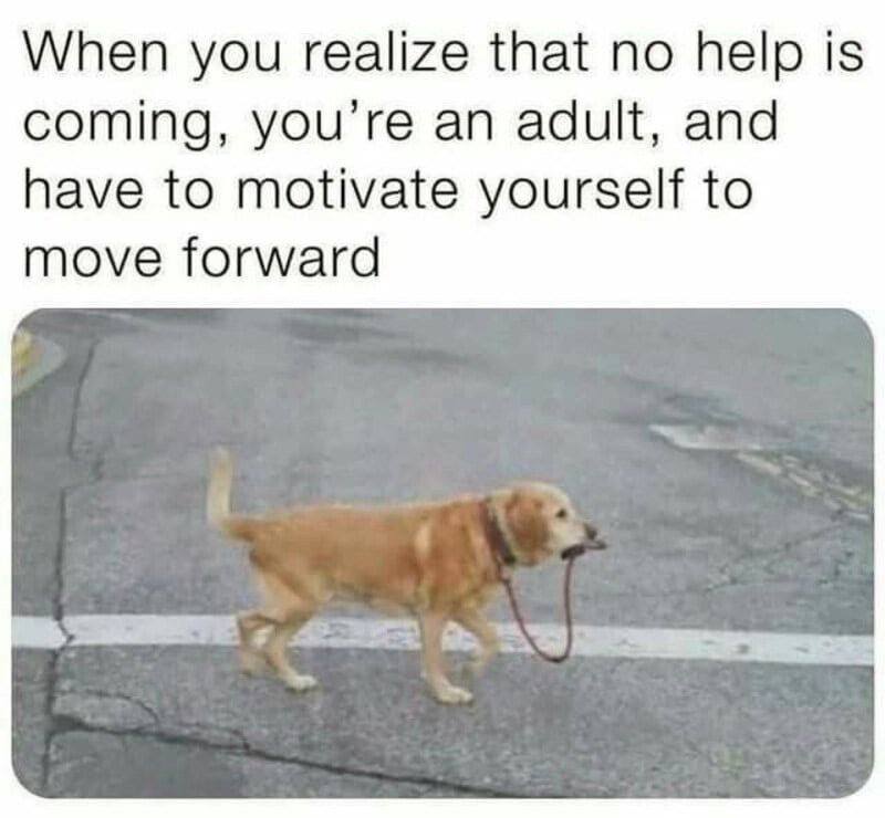 Dog walking on street with a leash in mouth, with text about adulting.