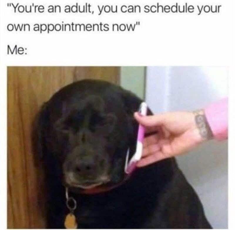 Dog with a phone pressed against its face, looking unimpressed.
