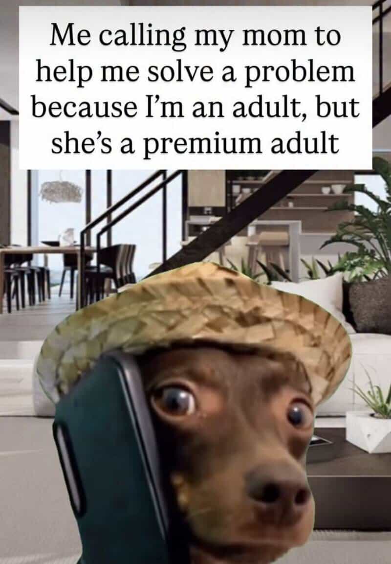 Dog with a hat talking on the phone, with text about adulting.