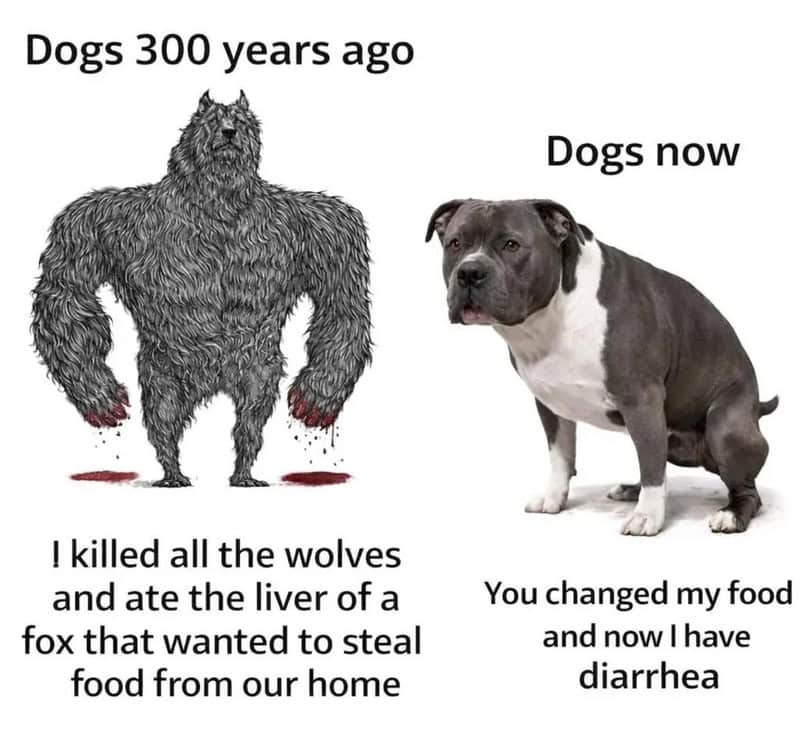 Comparison of a wolf from 300 years ago and a modern dog with humorous text.