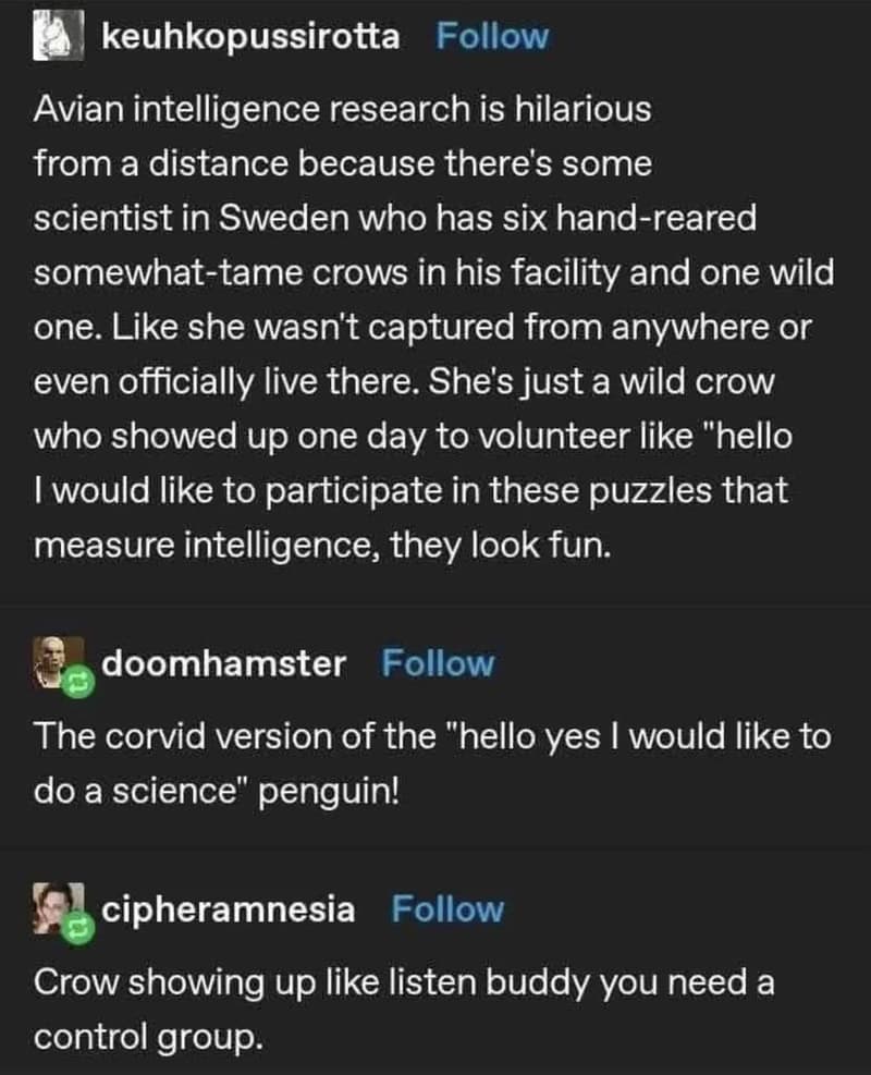 Avian intelligence research is hilarious from a distance because there's some scientist in Sweden.