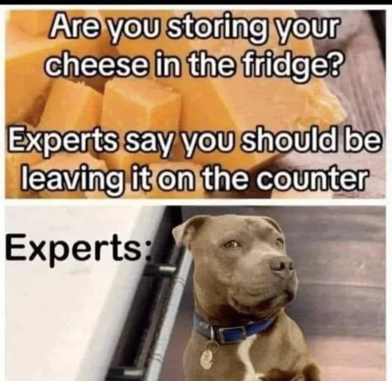 Are you storing your cheese in the fridge? Experts say you should be leaving it on the counter. Dog:.