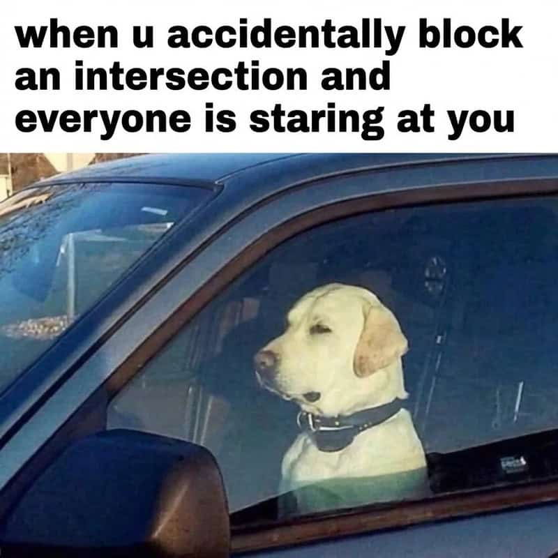 Dog sitting in a car with a caption about blocking an intersection and everyone staring.