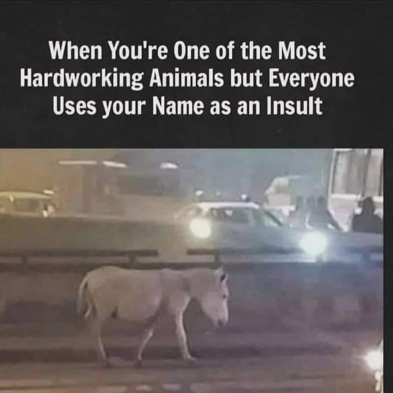 Horse walking on street with text about hardworking animals and insults.