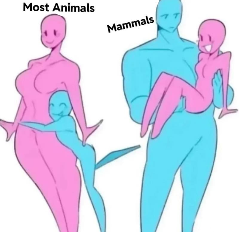 Diagram showing most animals as pink and blue, with mammals in blue and others in pink.