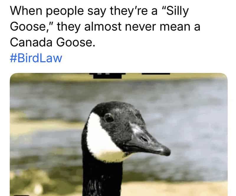 Close-up of a Canada Goose with black head and white cheek patch.