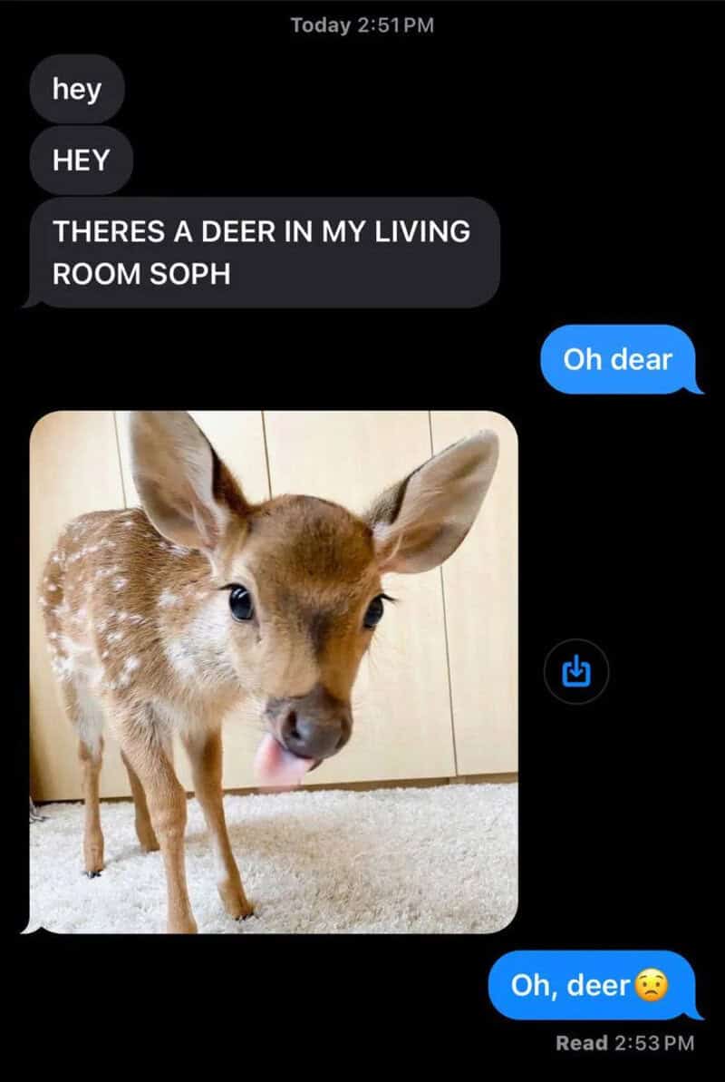 A cute baby deer with large ears and spots on its back, standing on a carpeted floor.