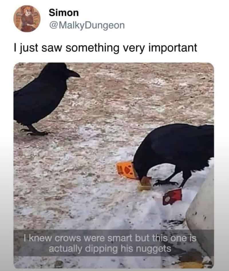 Crow with orange and red objects in beak, other crow watching, snowy ground.