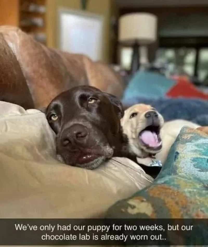Two puppies resting on a couch, one looking tired and the other yawning.