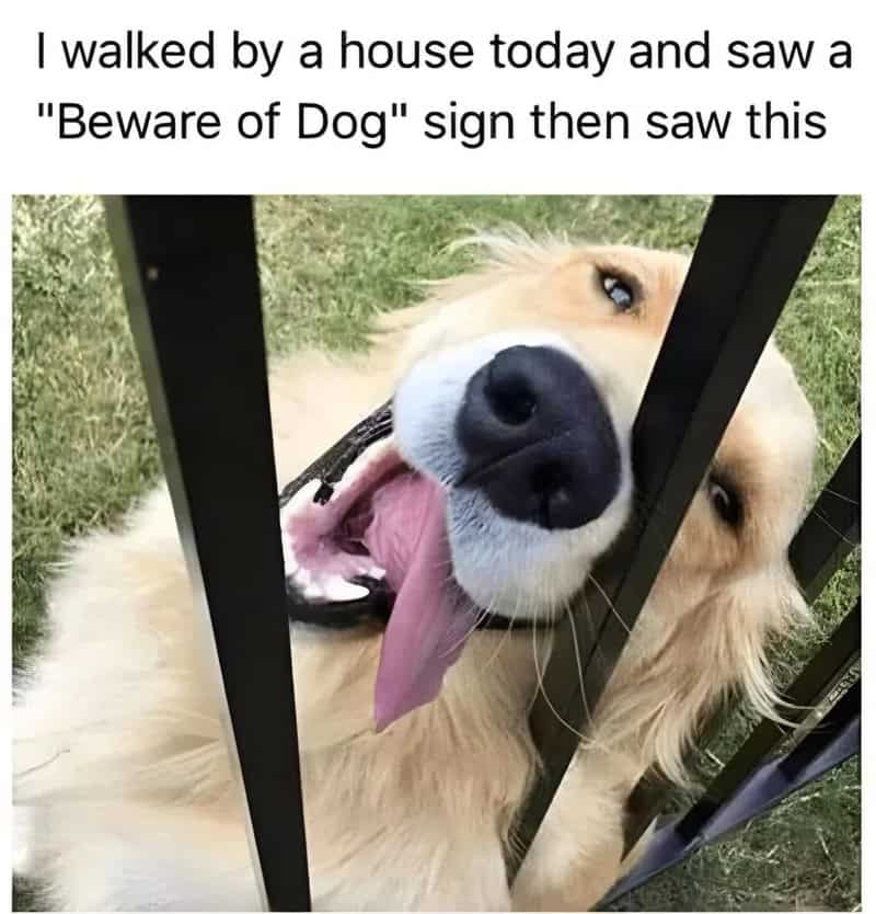 Golden retriever with tongue out behind a black fence, looking playful.