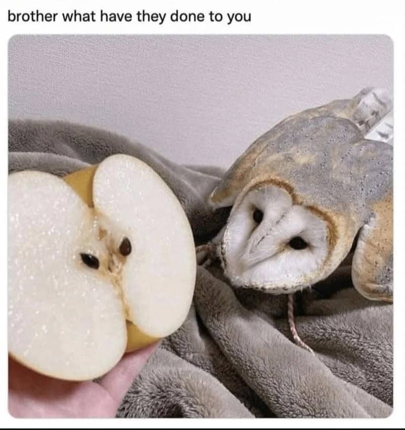 Owl and apple with owl face on apple, brother what have they done to you.