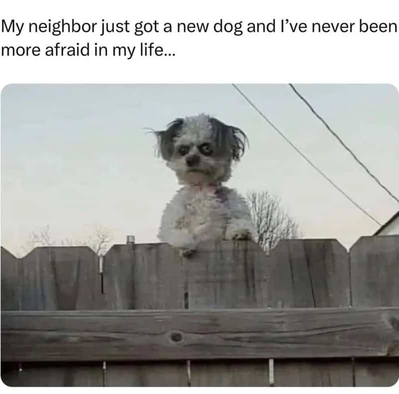 Dog peeking over fence with text about neighbor and new dog.