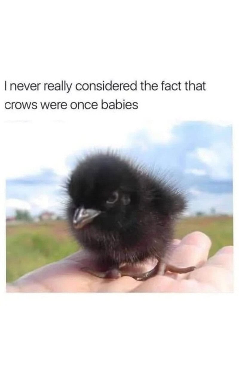 Cute baby crow chick with fluffy black feathers and small beak.