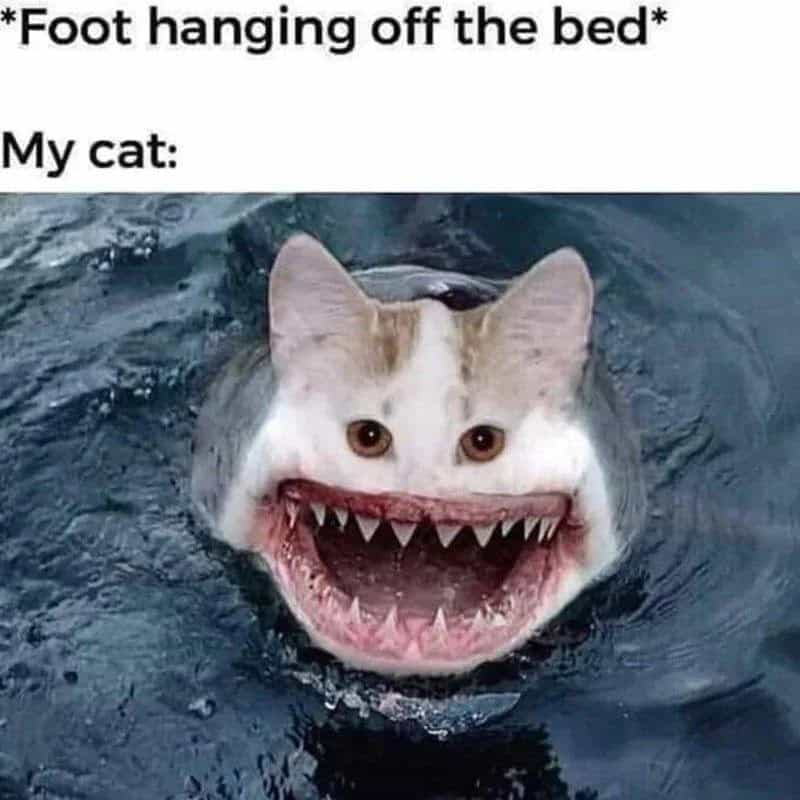 Cat with a shark mouth meme from animal memes post.