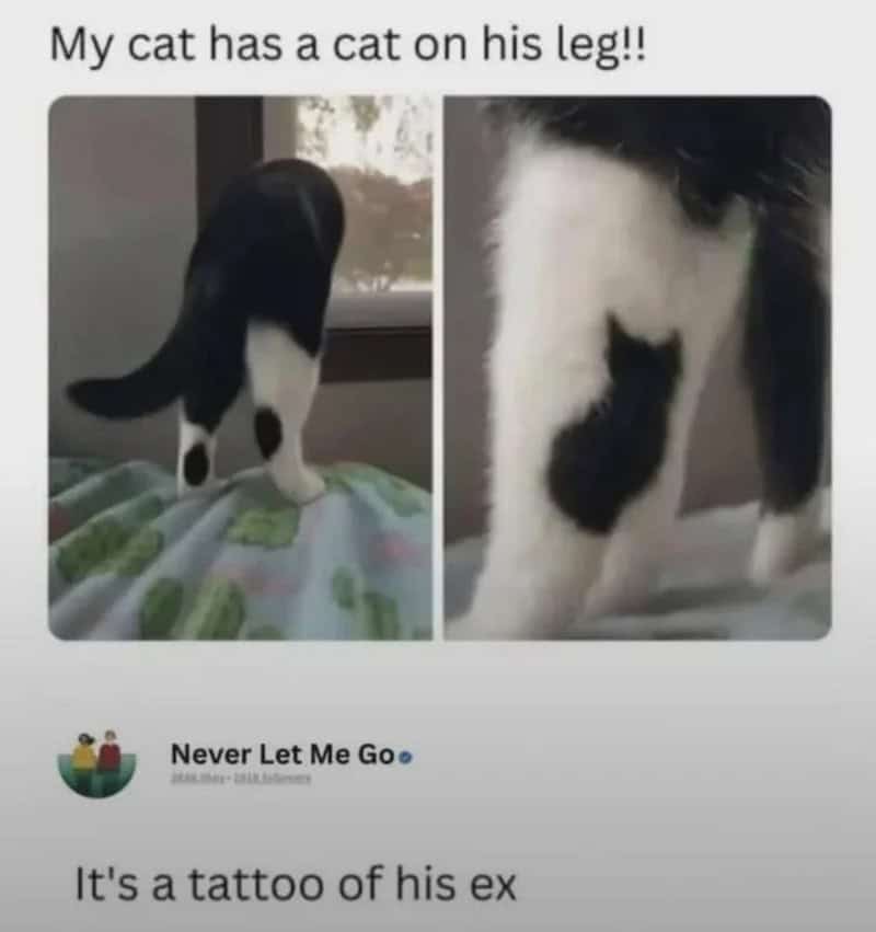 Photo of a cat with a tattoo of a smaller cat on its leg.