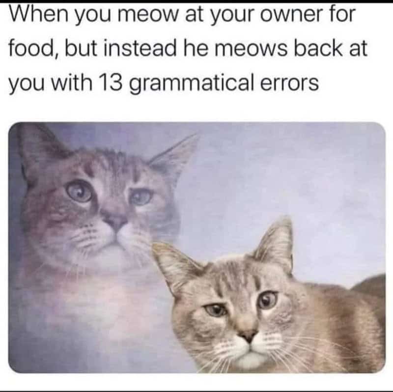 When you meow at your owner for food, but he meows back with 13 grammatical errors.