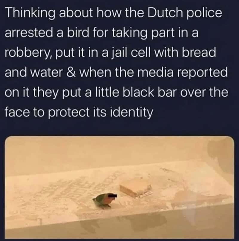 Bird with black bar over face in jail cell with bread and water.