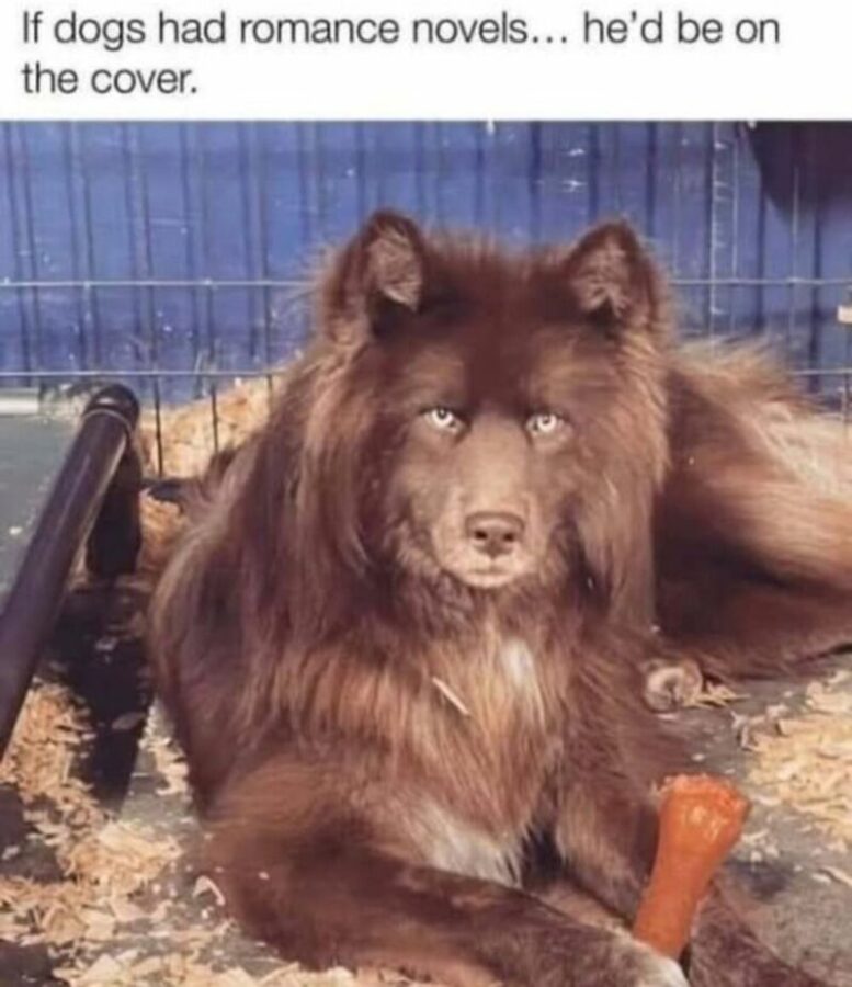 45 Animal Comedy Memes Featuring Animals Who Are Funnier Than Most People