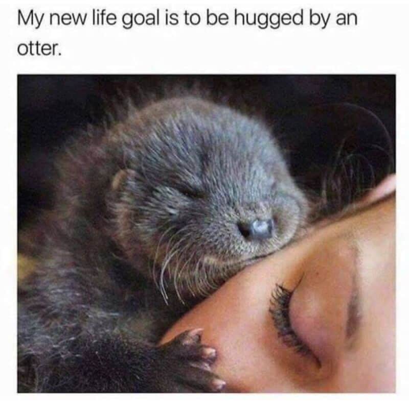 Otter hugging a person's face with closed eyes, caption about life goal.