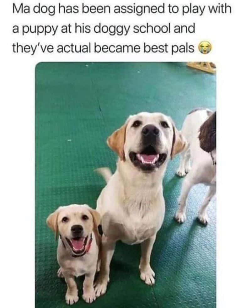 Dog and puppy at doggy school with the caption about them being best pals.
