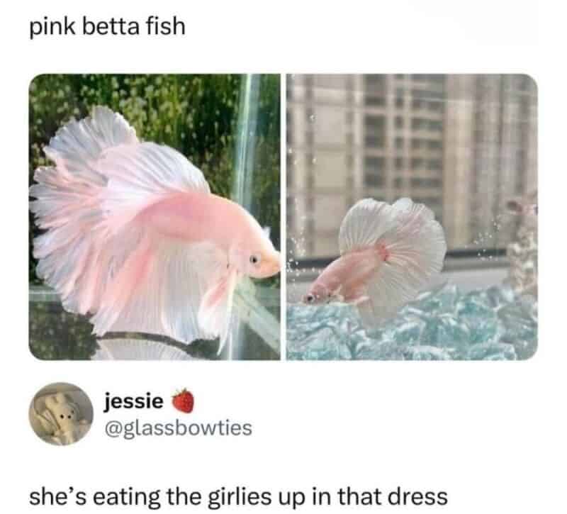 Pink betta fish in two images, one in a tank and one near a window.