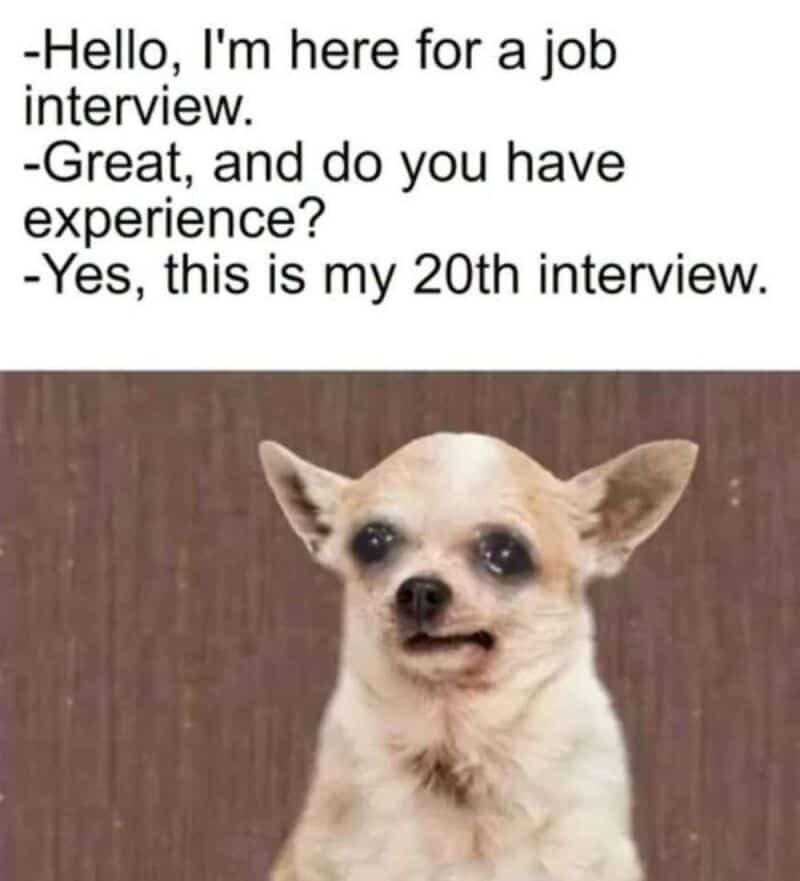 Dog with a funny expression and a meme about job interviews.