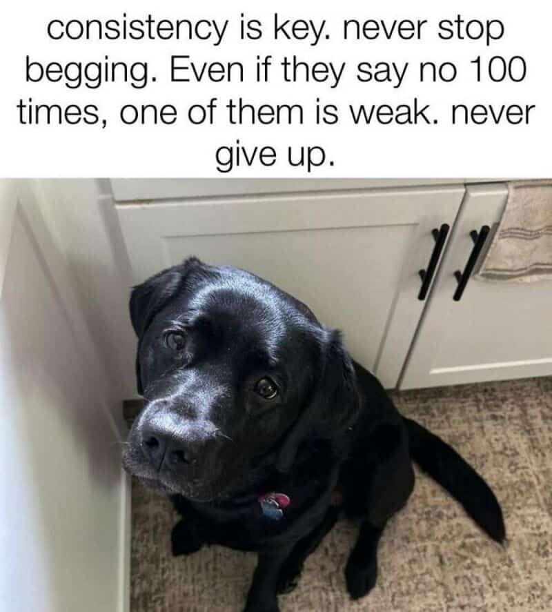 Black dog sitting on a carpeted floor near white cabinets with black handles.