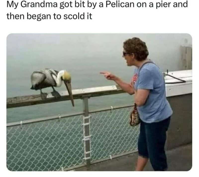 Grandma scolding a pelican on a pier.