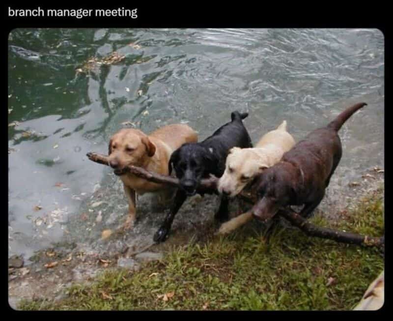 Four dogs in water, holding a stick, with the caption 'branch manager meeting'.