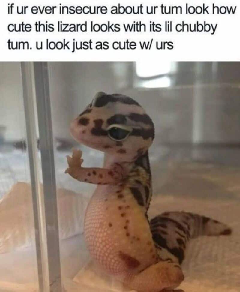 Cute lizard with big eyes and chubby body, looking through glass.