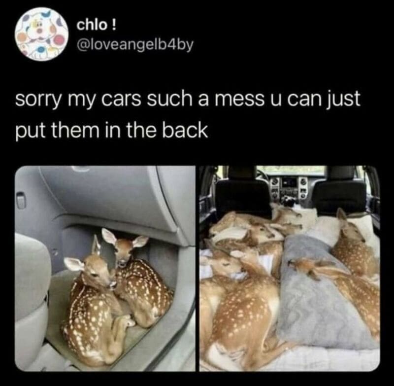 Deer fawns and dogs in a messy car interior, with the caption about the mess.