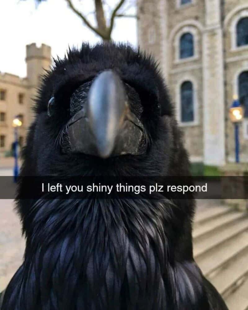 Close-up of a black bird with a large beak, captioned 'I left you shiny things plz respond'.