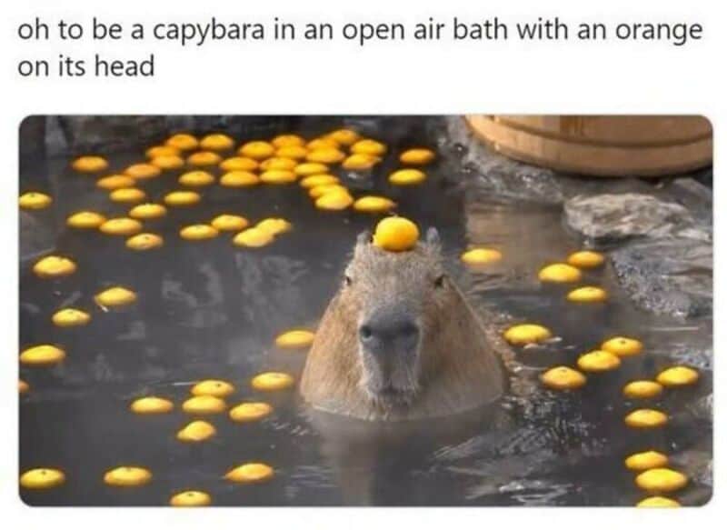 Capybara with an orange on its head in a bath of yellow balls.