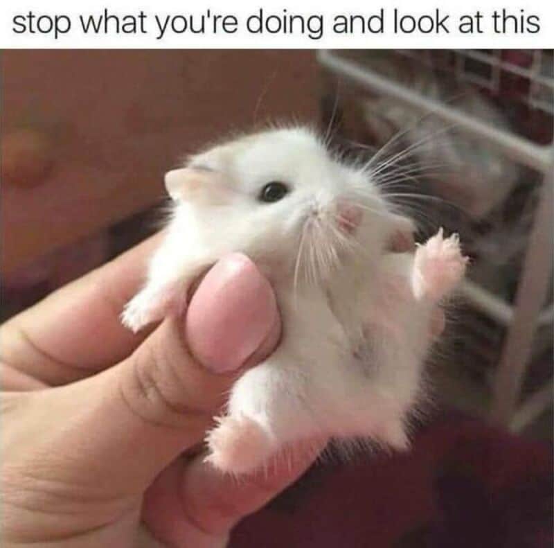 Small white hamster being held with a caption about stopping and looking.