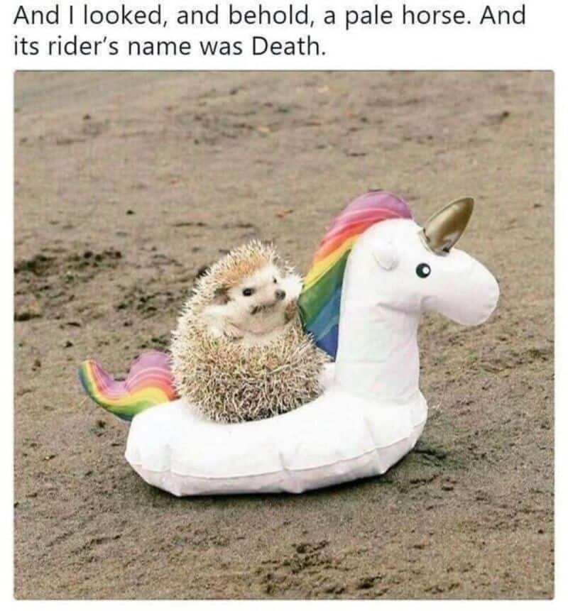 Hedgehog on a unicorn float with a rainbow mane and golden horn on sandy ground.