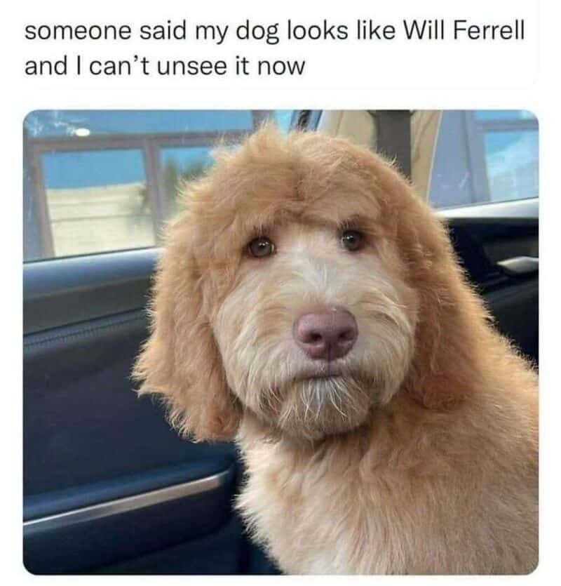 Cute dog with fluffy fur sitting in a car, looking at the camera.