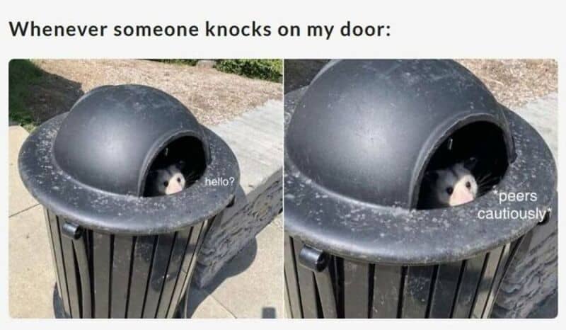 Dog peeking out of a trash can with humorous captions about knocking on the door.