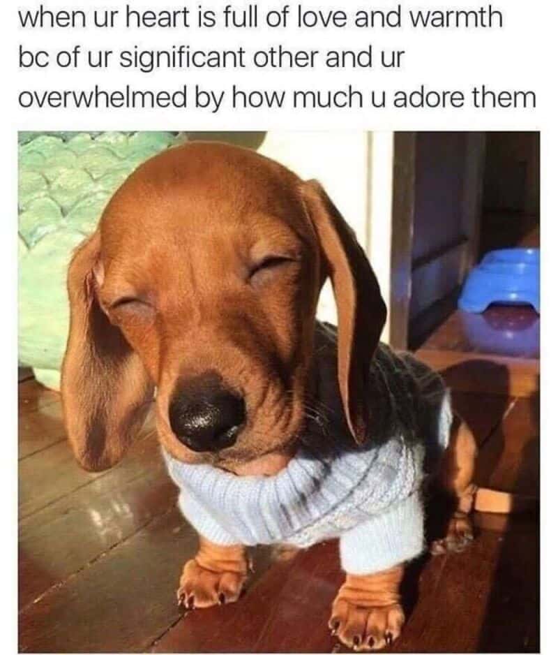 Cute brown puppy with closed eyes wearing a blue sweater.