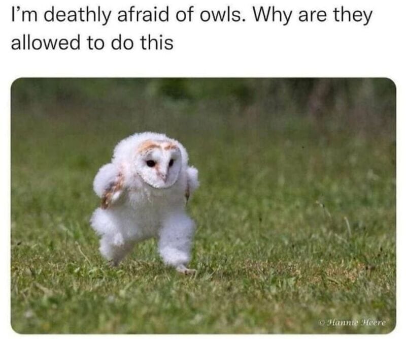 A small fluffy owl with a puppy body running on grass.