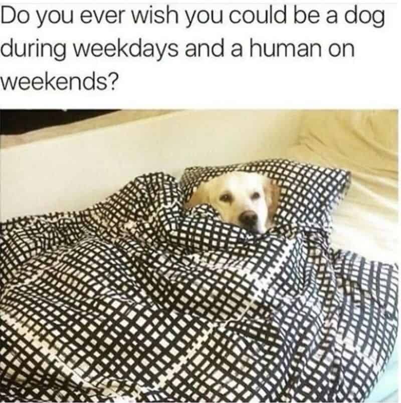 Dog wrapped in blanket with text about wishing to be a dog on weekdays and a human on weekends.