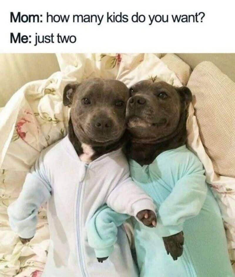 Mom asks how many kids you want, I say just two, with two dogs in pajamas.