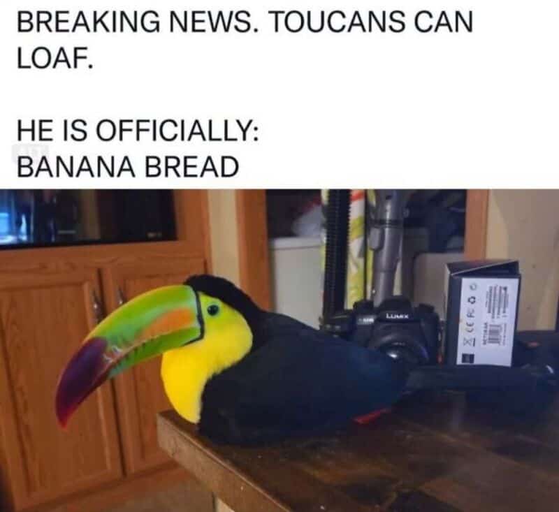 Toucan with a banana-shaped beak and a humorous caption about being banana bread.