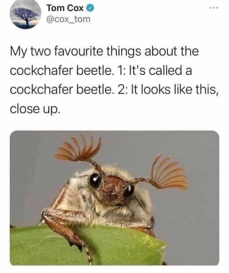 Close-up of a cockchafer beetle with wings spread, on a green leaf.