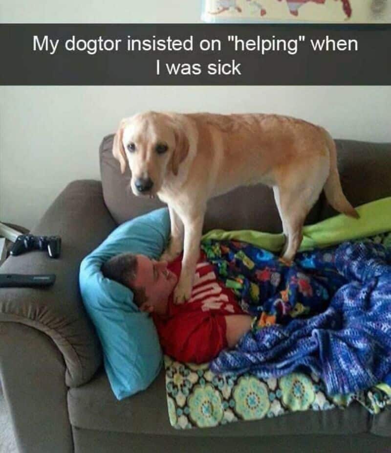 Dog standing on a person lying on a couch, with text about a vet's help.