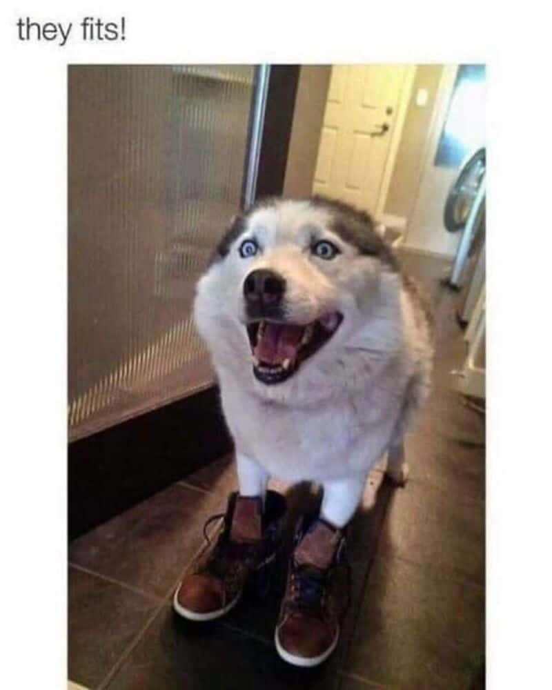 Husky dog wearing shoes and standing on a shoe rack, smiling.