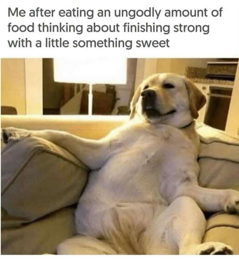 Dog sitting on a couch with a relaxed, confident expression.