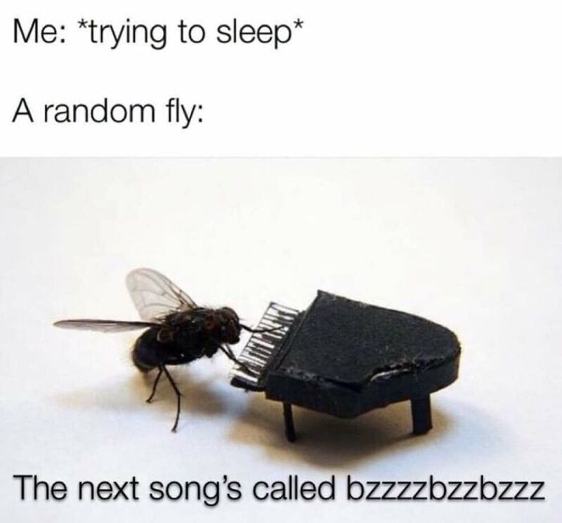 A fly on a tiny black piano with text about trying to sleep and a fly's song.