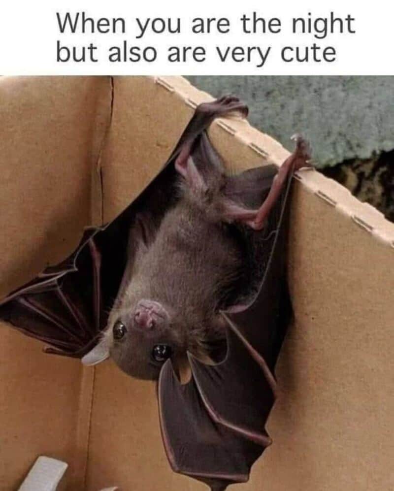 Cute bat hanging upside down with text: When you are the night but also are very cute.