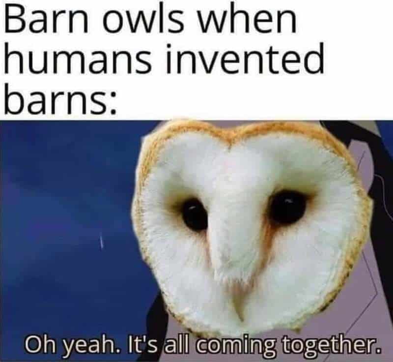 Barn owls with apple slices as faces, captioned about humans inventing barns.